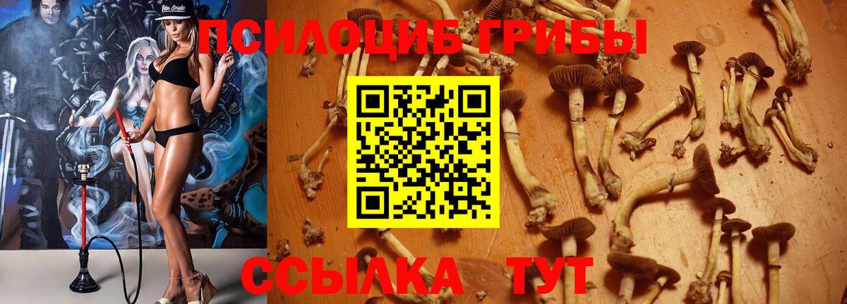 Псилоцибиновые грибы мицелий Хасавюрт